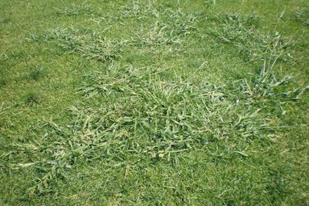 Le pied-de-coq dans les gazons et les terrains de sport : un défi croissant pour les gestionnaires d’espaces verts