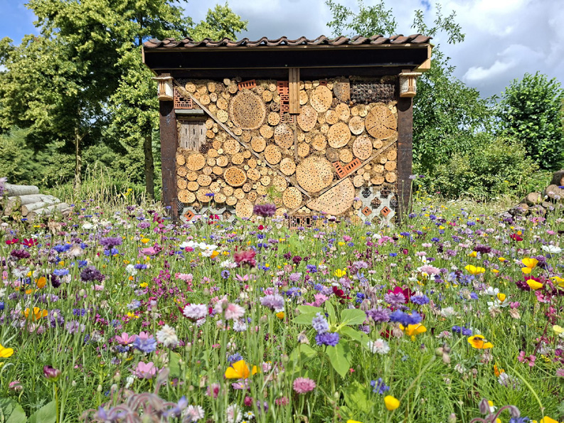 Une pelouse fleurie qui fait place aux insectes, comme ici à Malle.