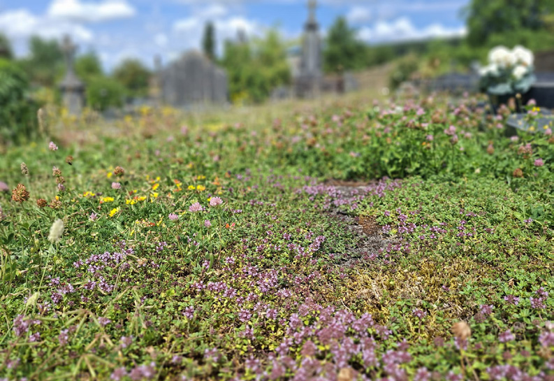 Une gestion écologique des cimetières fait place aux fleurs et à la biodiversité.