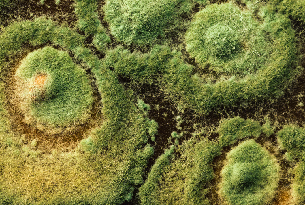 Trichoderma a besoin de matière organique pour poursuivre son développement.
